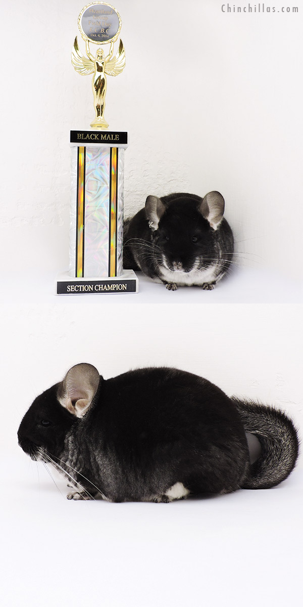 15006 Large Section Champion Black Velvet Male Chinchilla