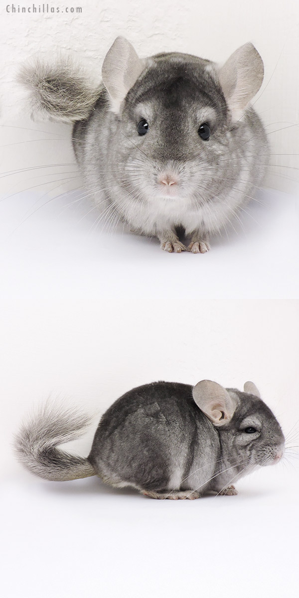 15023 Show Quality Sapphire ( Ebony Carrier ) Male Chinchilla