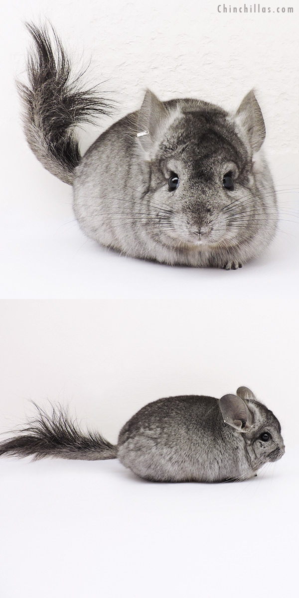 15024 Standard ( Ebony Carrier )  Royal Persian Angora Male Chinchilla