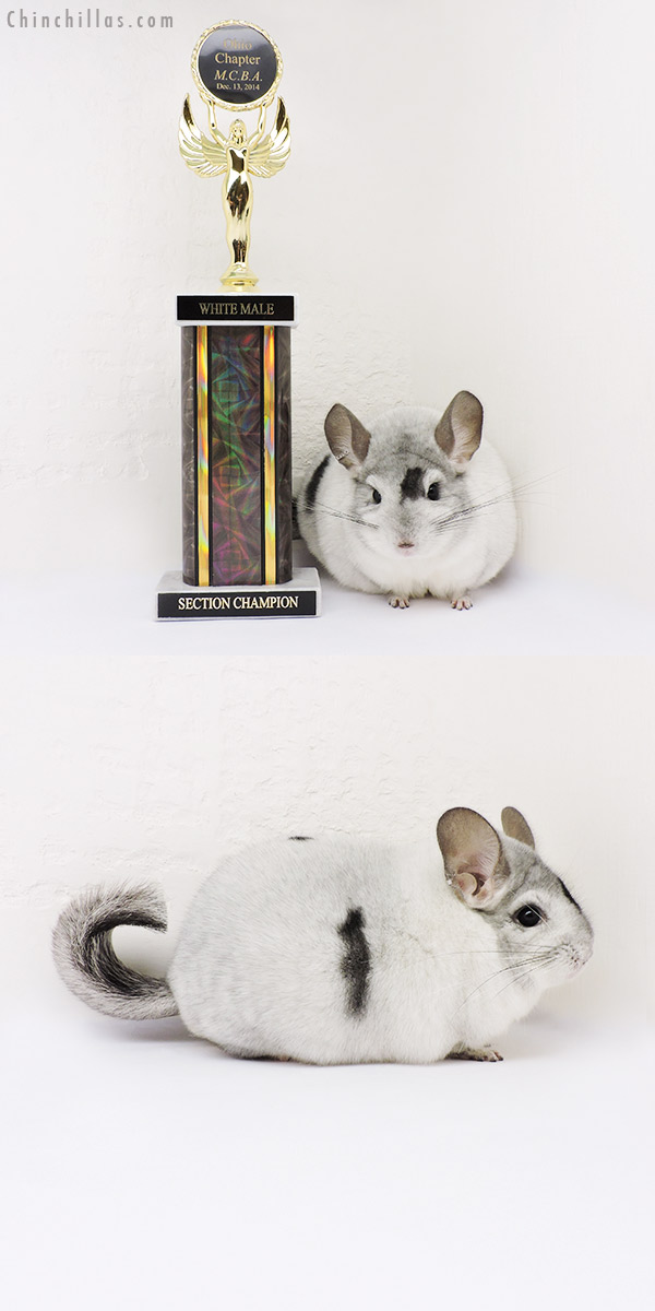 15036 Large Extreme Mosaic Section Champion Male Chinchilla