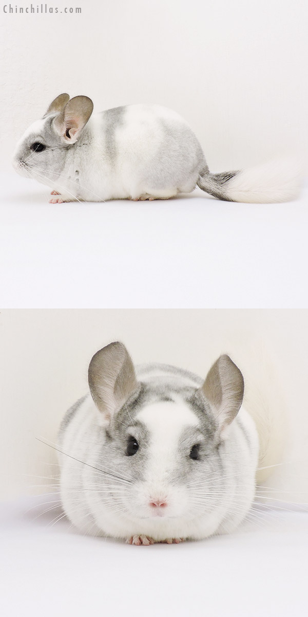 15031 Show Quality White Mosaic ( Violet Carrier ) Male Chinchilla
