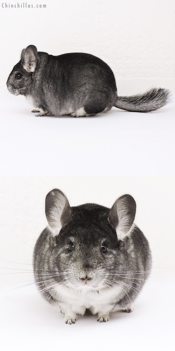 15044 Large Blocky Premium Production Quality Standard Female Chinchilla