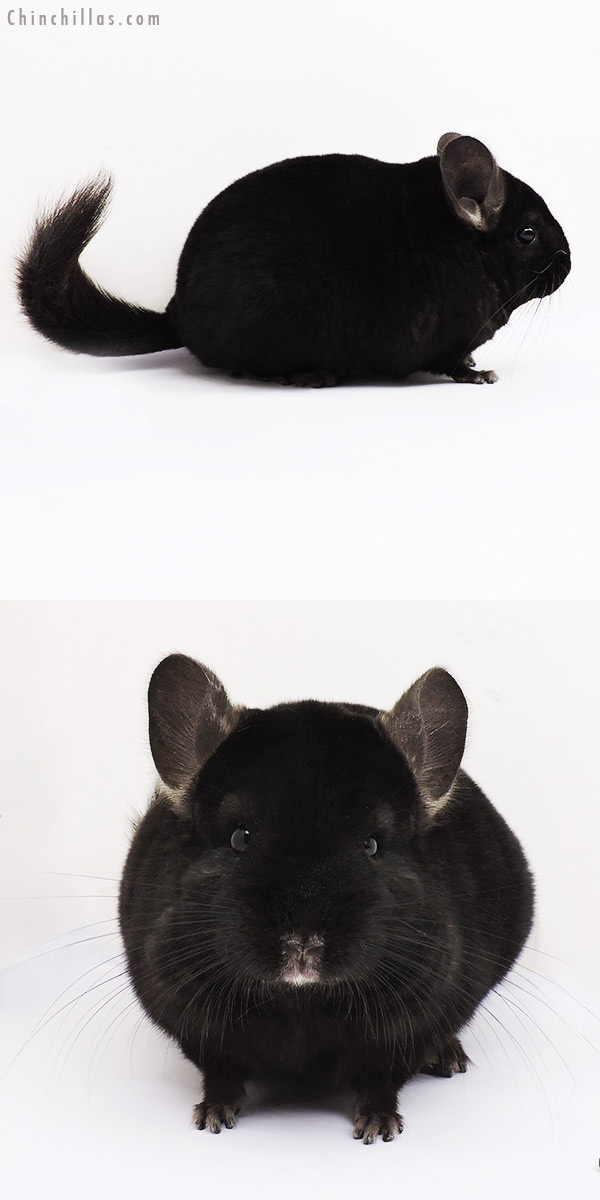 15045 Show Quality Ebony Female Chinchilla