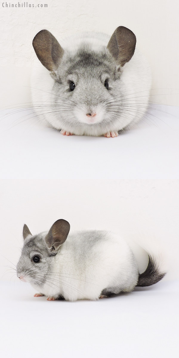 15046 White Mosaic ( Ebony & Locken Carrier ) Female Chinchilla