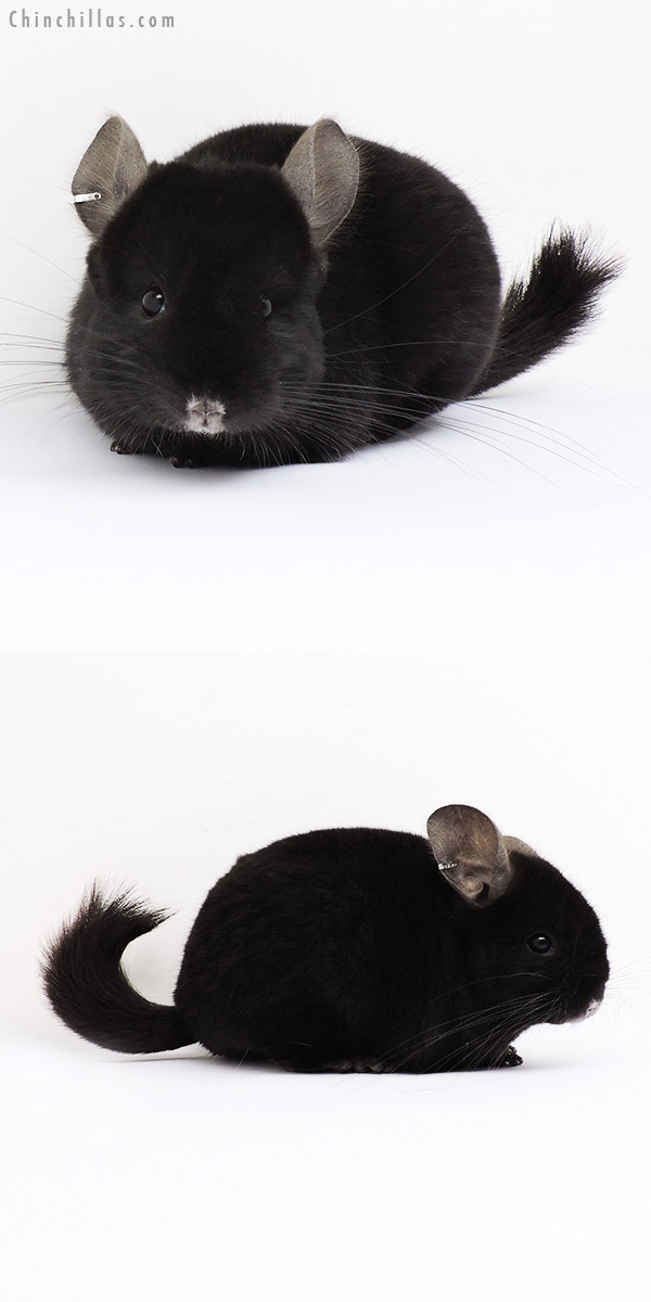 15049 Dark Ebony (  Royal Persian Angora Carrier ) Female Chinchilla