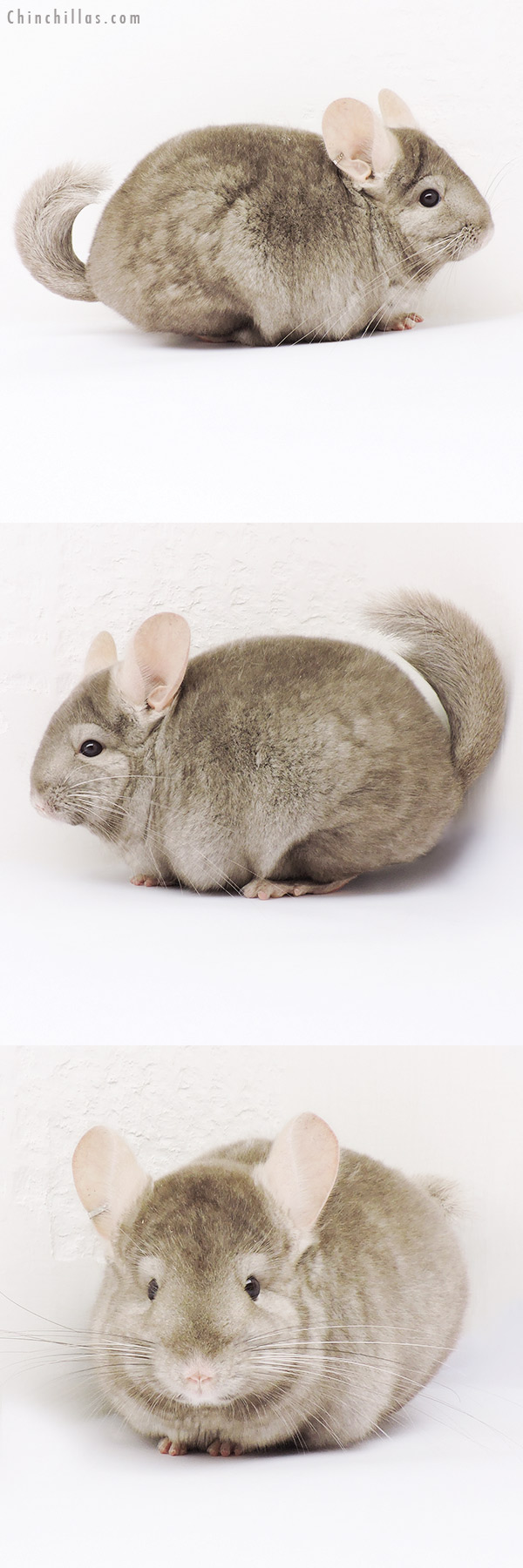 15052 Tan (  Royal Persian Angora Carrier ) Female Chinchilla