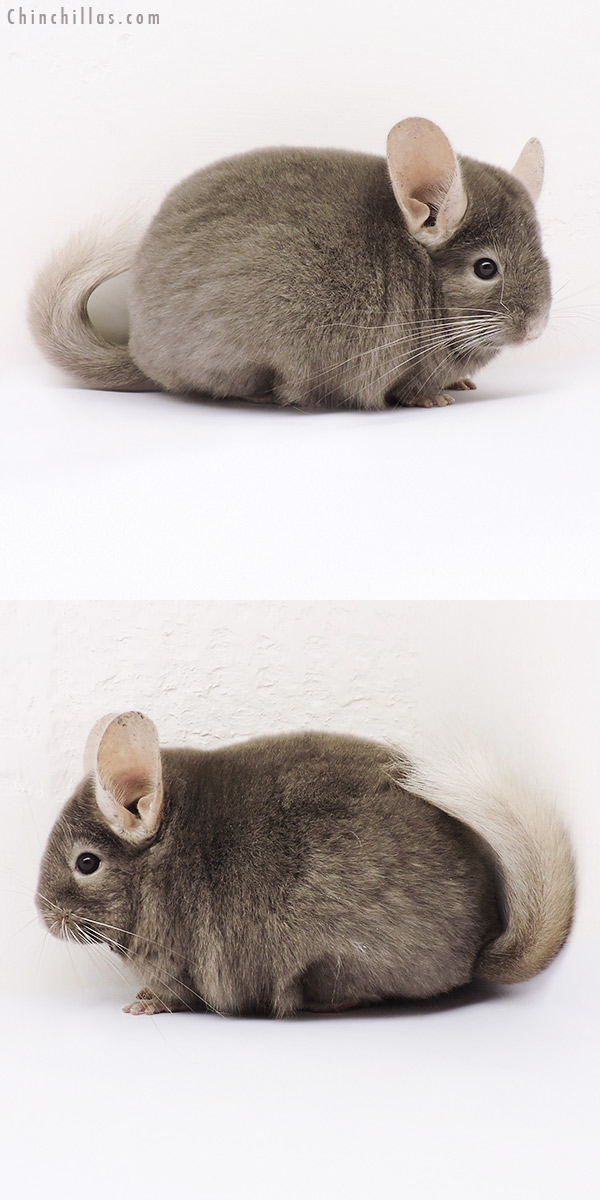 15053 Show Quality Tan Female Chinchilla