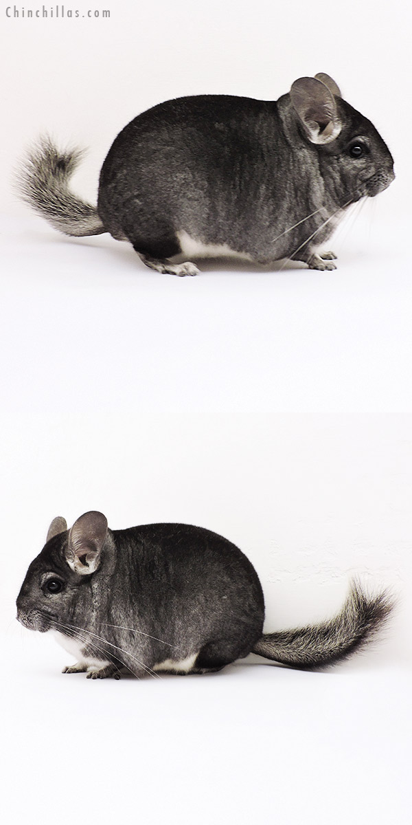 15054 Show Quality Standard Female Chinchilla