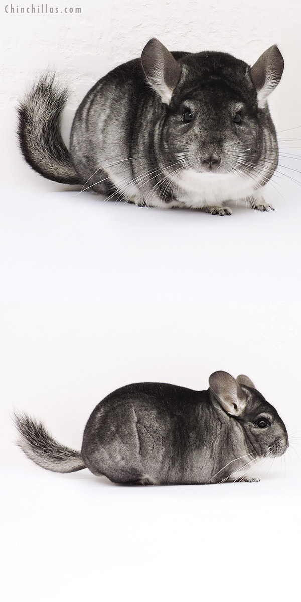 15055 Show Quality Standard Female Chinchilla