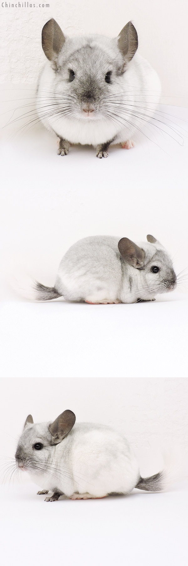 15056 Ebony & White Mosaic Female Chinchilla