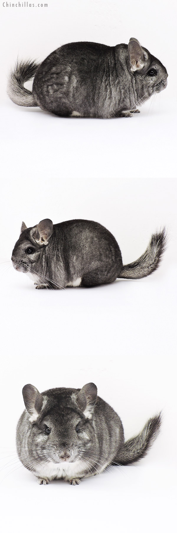 15065 Large Blocky Brevi Type Premium Production Quality Standard Female Chinchilla