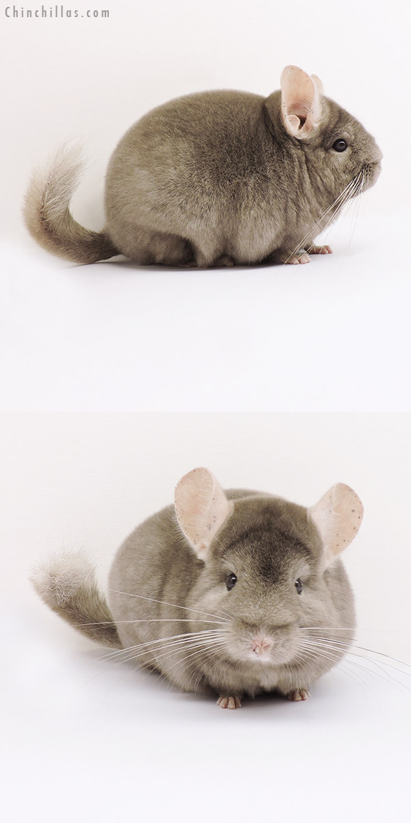 15066 Premium Production Quality Tan Female Chinchilla