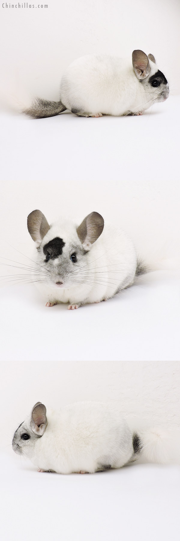 15067 Premium Production Quality Extreme Mosaic Female Chinchilla