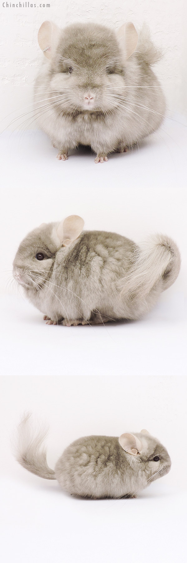 Chinchilla or related item offered for sale or export on Chinchillas.com - 15041 Exceptional Tan  Royal Persian Angora Male Chinchilla
