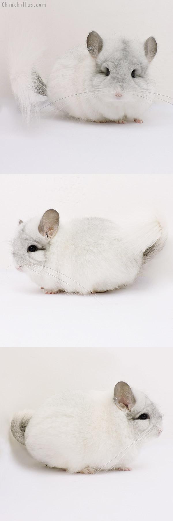 15043 Exceptional White Mosaic  Royal Persian Angora Male Chinchilla