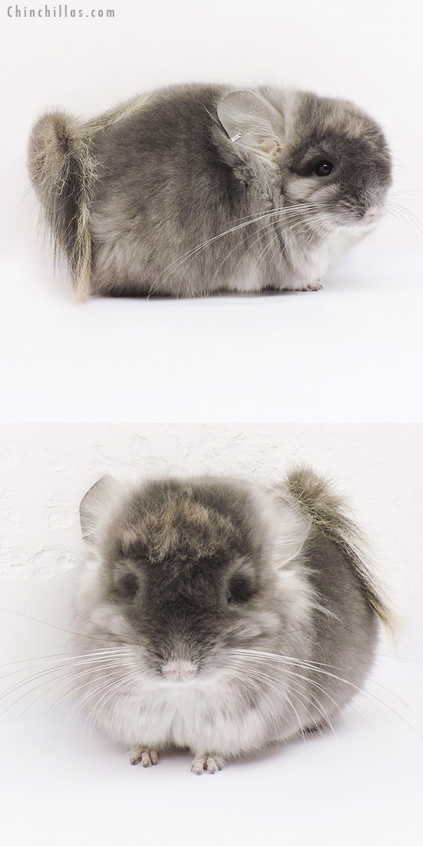 15042 Exceptional Violet  Royal Persian Angora Male Chinchilla