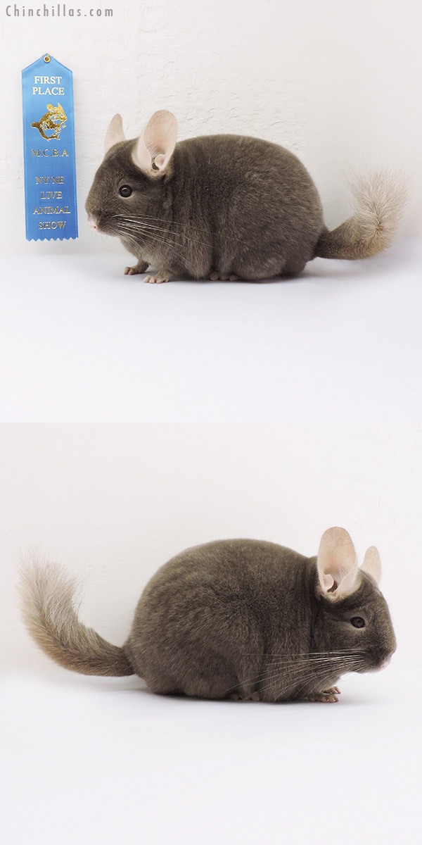 15086 Phase Champion Tan Female Chinchilla