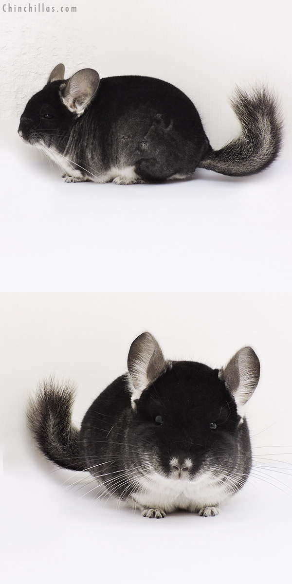 15030 Herd Improvement Quality Black Velvet Male Chinchilla