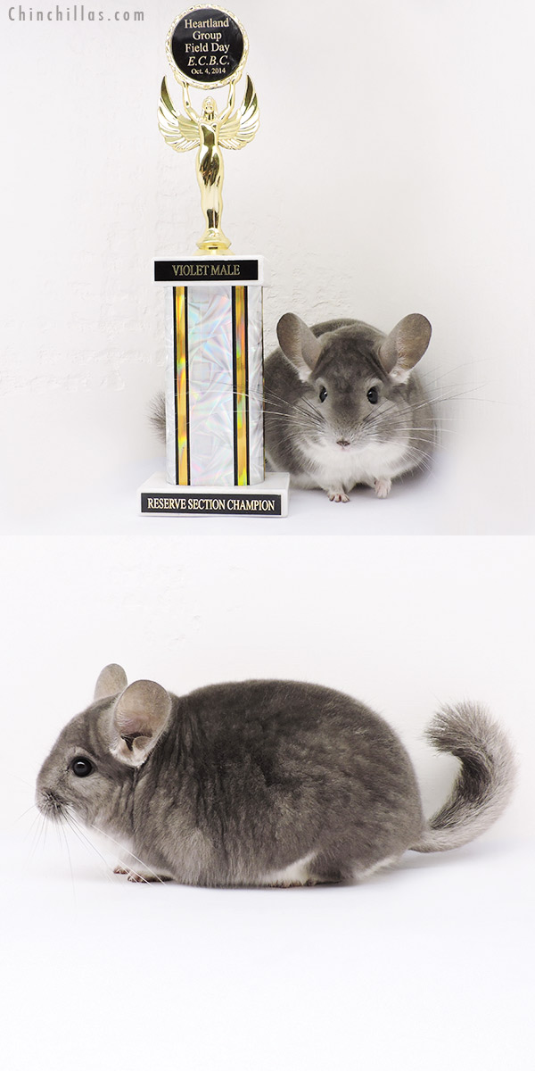 15034 Large Reserve Section Champion Violet ( Sapphire Carrier ) Male Chinchilla