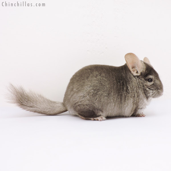 15035 Extra Large Show Quality Tan Male Chinchilla