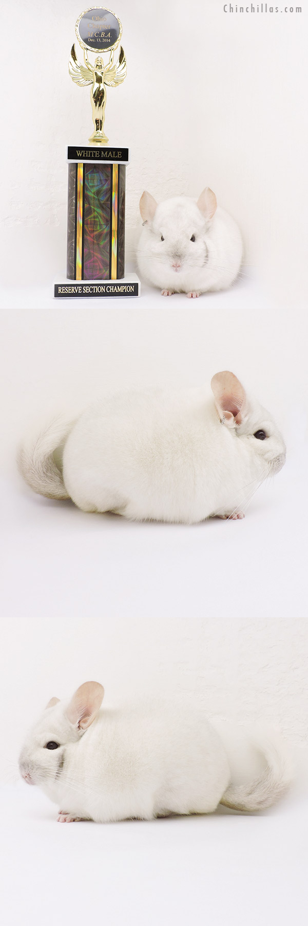 15039 Reserve Section Champion Pink White Male Chinchilla