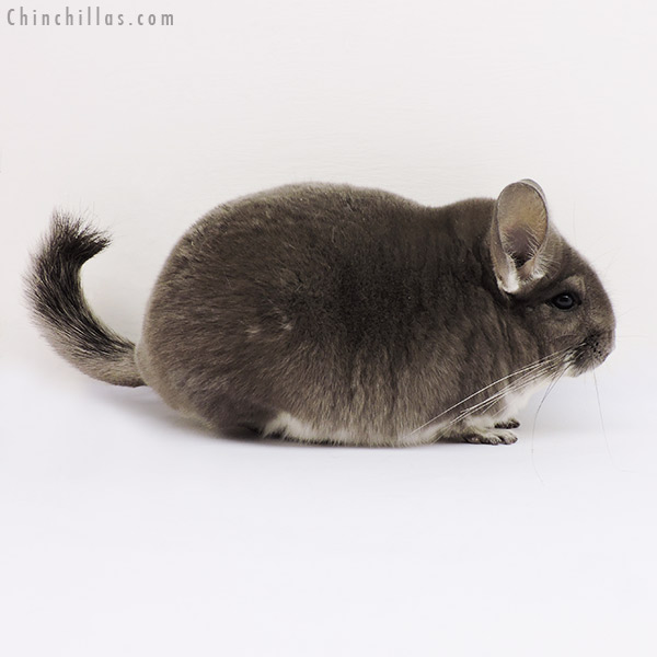 15047 Show Quality Violet Female Chinchilla