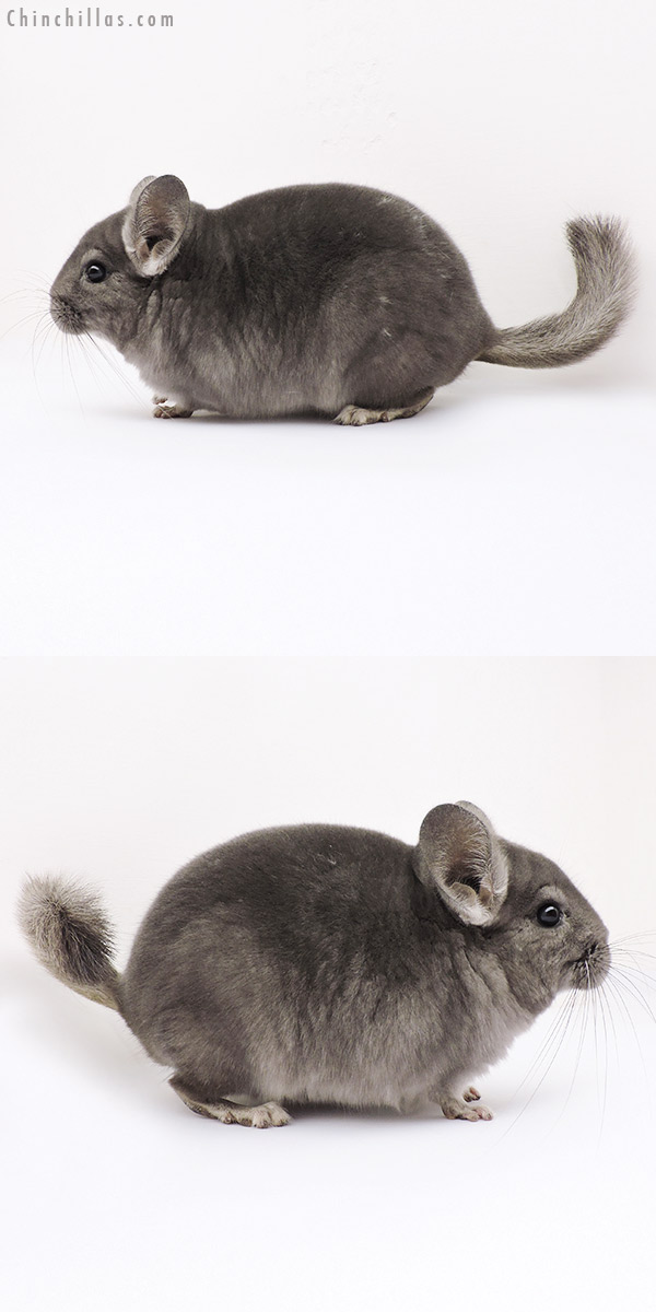 15050 Light Wrap Around Violet Female Chinchilla