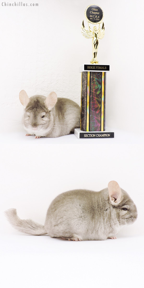 15057 Section Champion Beige Female Chinchilla