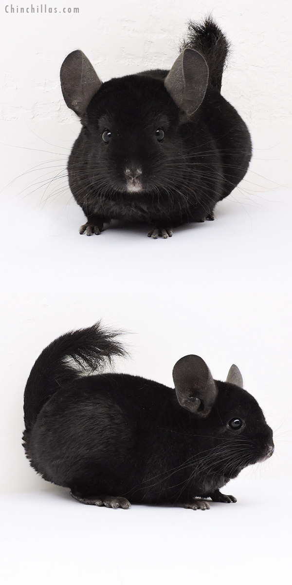 15062 Ebony ( Locken Carrier ) Female Chinchilla