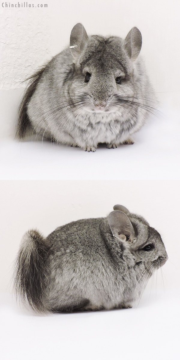 15063 Standard  Royal Persian Angora Female Chinchilla