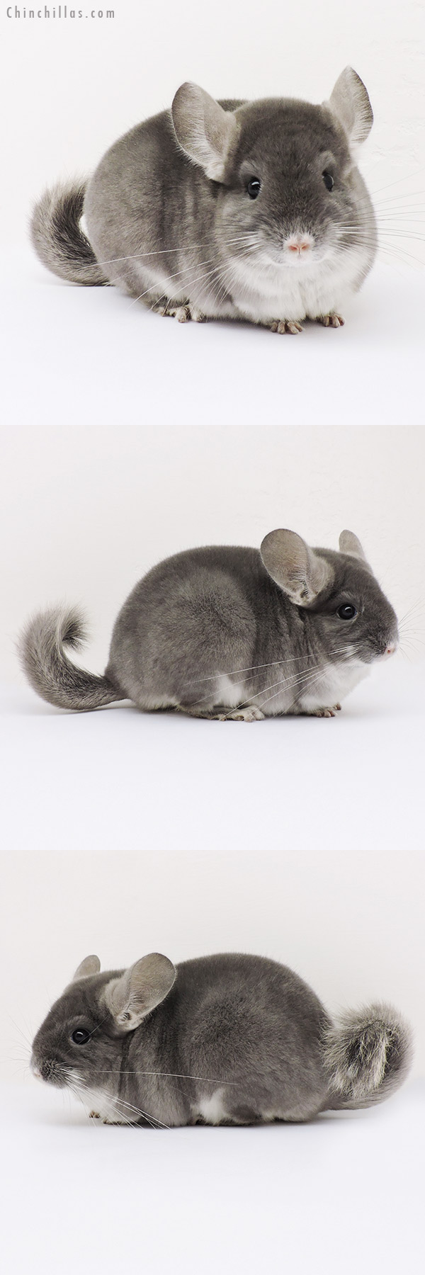 15068 Show Quality TOV Violet Female Chinchilla