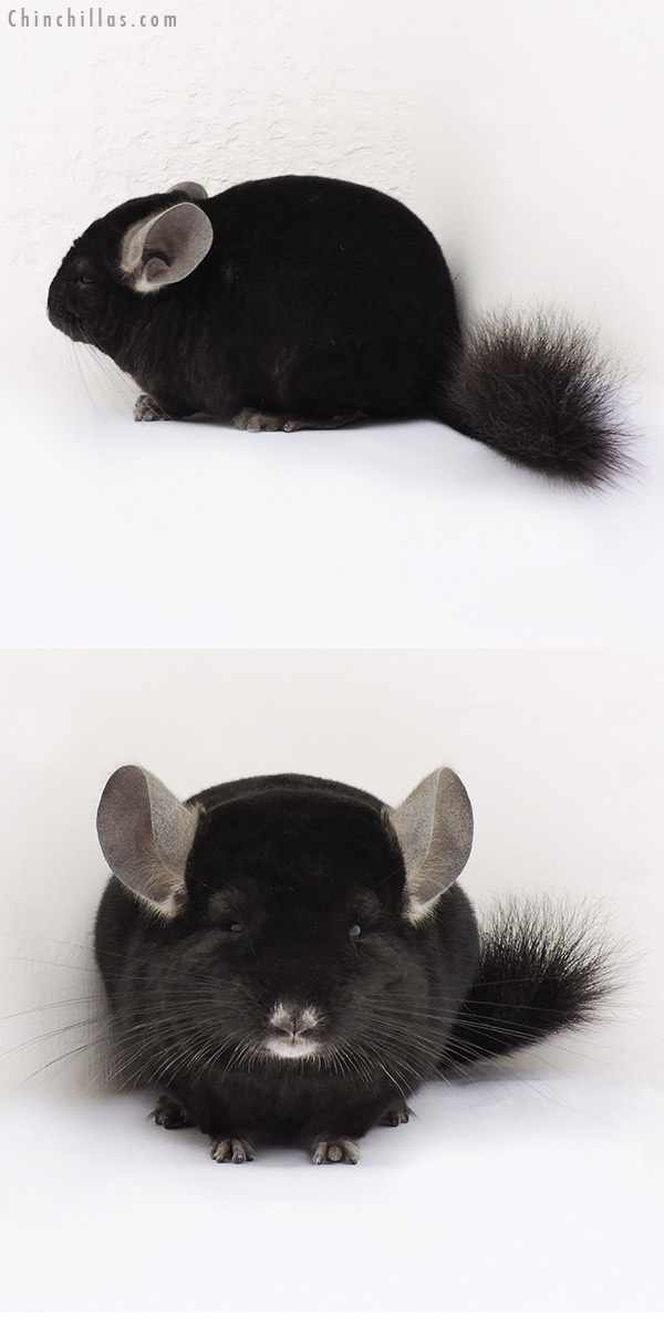 15069 Ebony Female Chinchilla