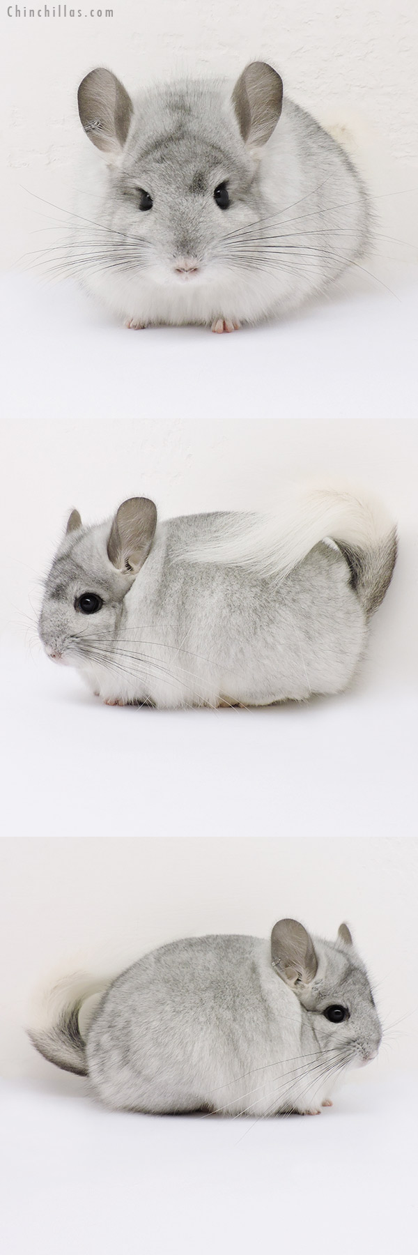 15070 Silver Mosaic  Royal Persian Angora Female Chinchilla