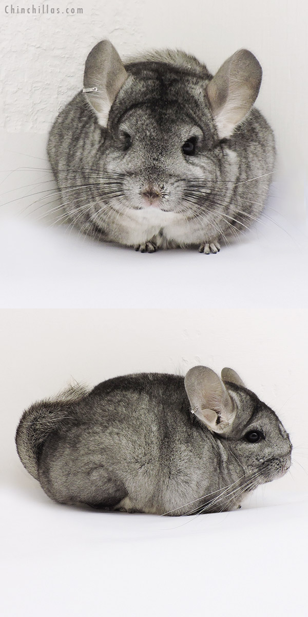 15071 Standard (  Royal Persian Angora Carrier ) Female Chinchilla