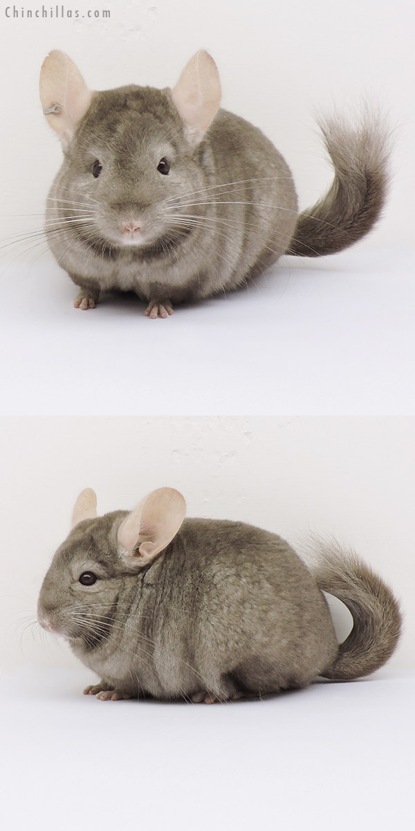 15072 Tan (  Royal Persian Angora Carrier ) Female Chinchilla