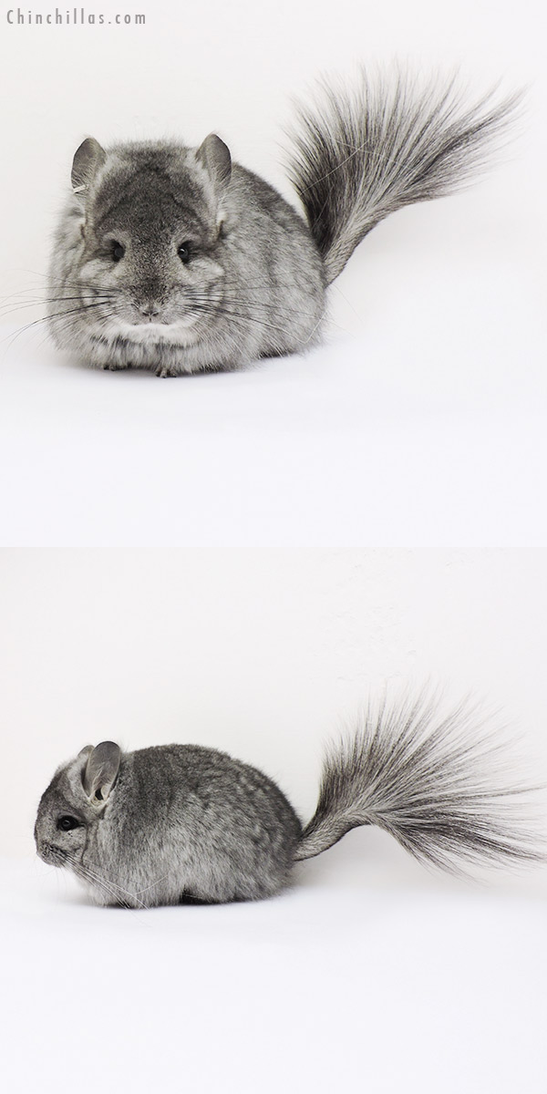 15073 Standard  Royal Persian Angora Female Chinchilla