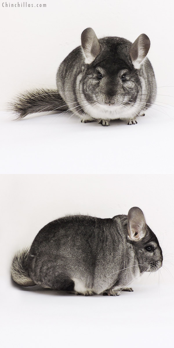 15074 Extra Large Blocky Show Quality Standard Female Chinchilla