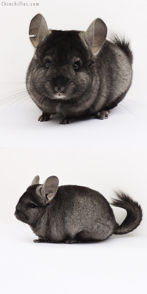 15075 Ebony (  Royal Persian Angora Carrier ) Female Chinchilla