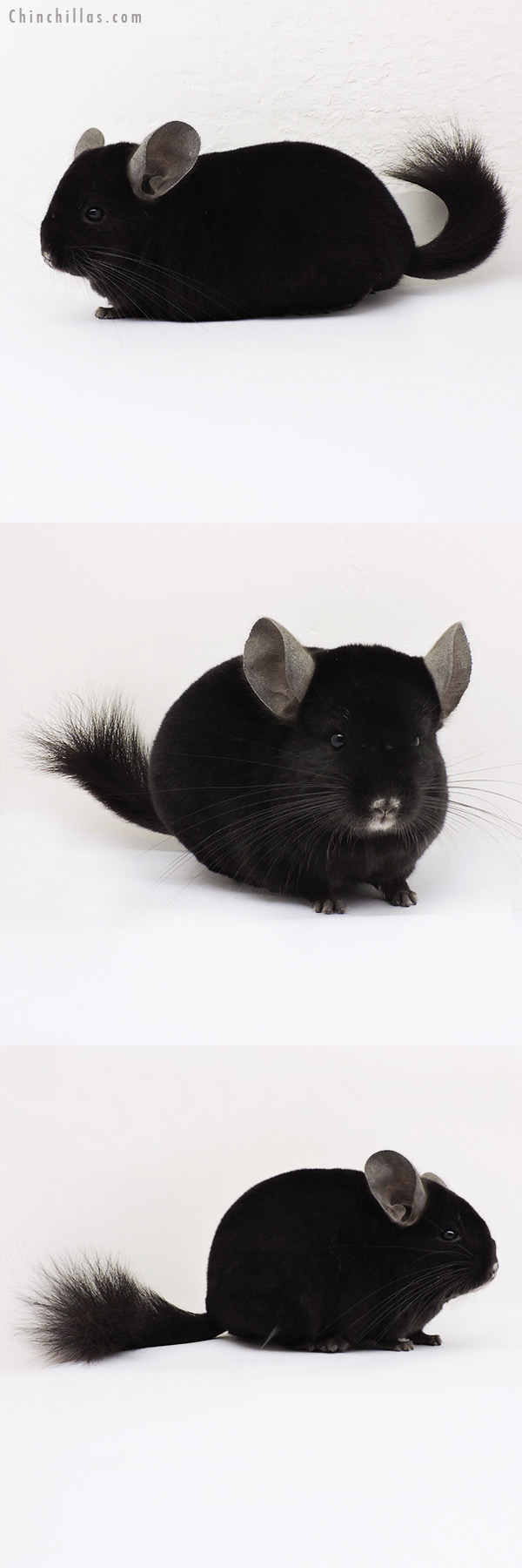 15076 Show Quality Ebony Female Chinchilla