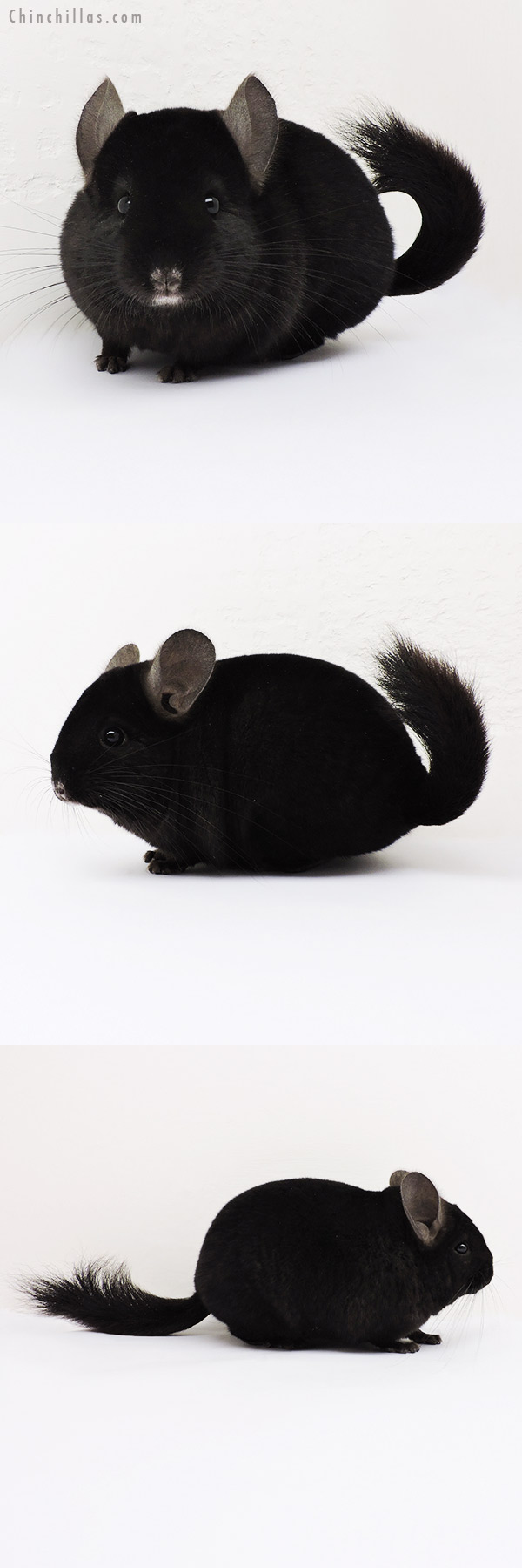 15077 Show Quality Ebony Female Chinchilla