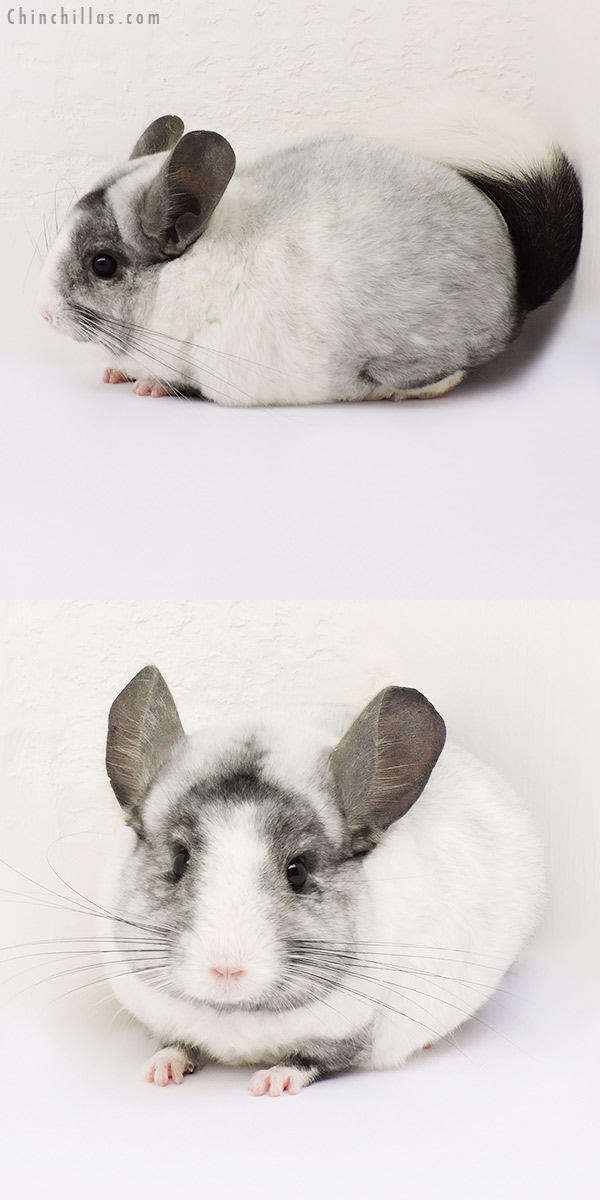 15078 Ebony & White Mosaic ( Locken Carrier ) Female Chinchilla