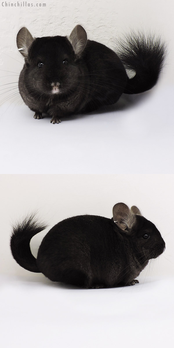 15079 Ebony (  Royal Persian Angora Carrier ) Female Chinchilla