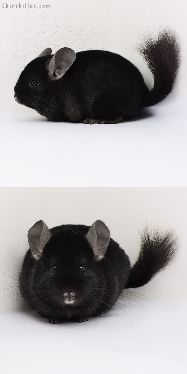 15080 Show Quality Ebony Female Chinchilla