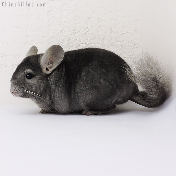 15081 Show Quality Wrap Around Sapphire Female Chinchilla