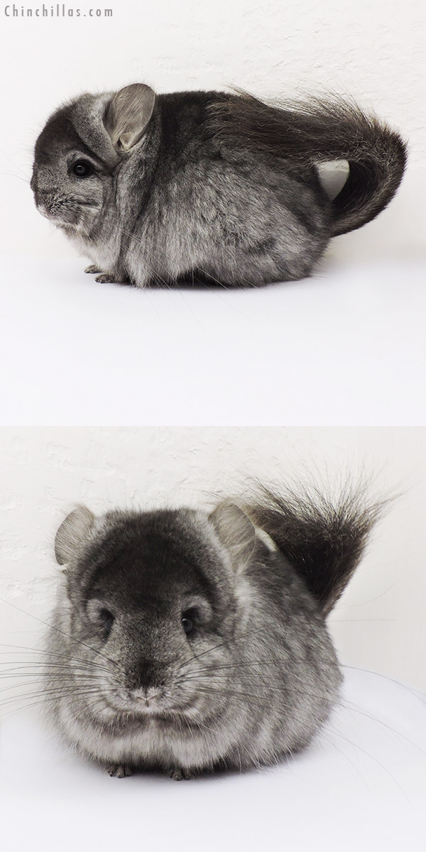 15082 Ebony  Royal Persian Angora Female Chinchilla