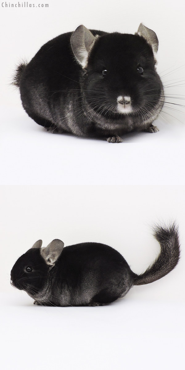 15084 Show Quality TOV Ebony ( Violet Carrier ) Female Chinchilla