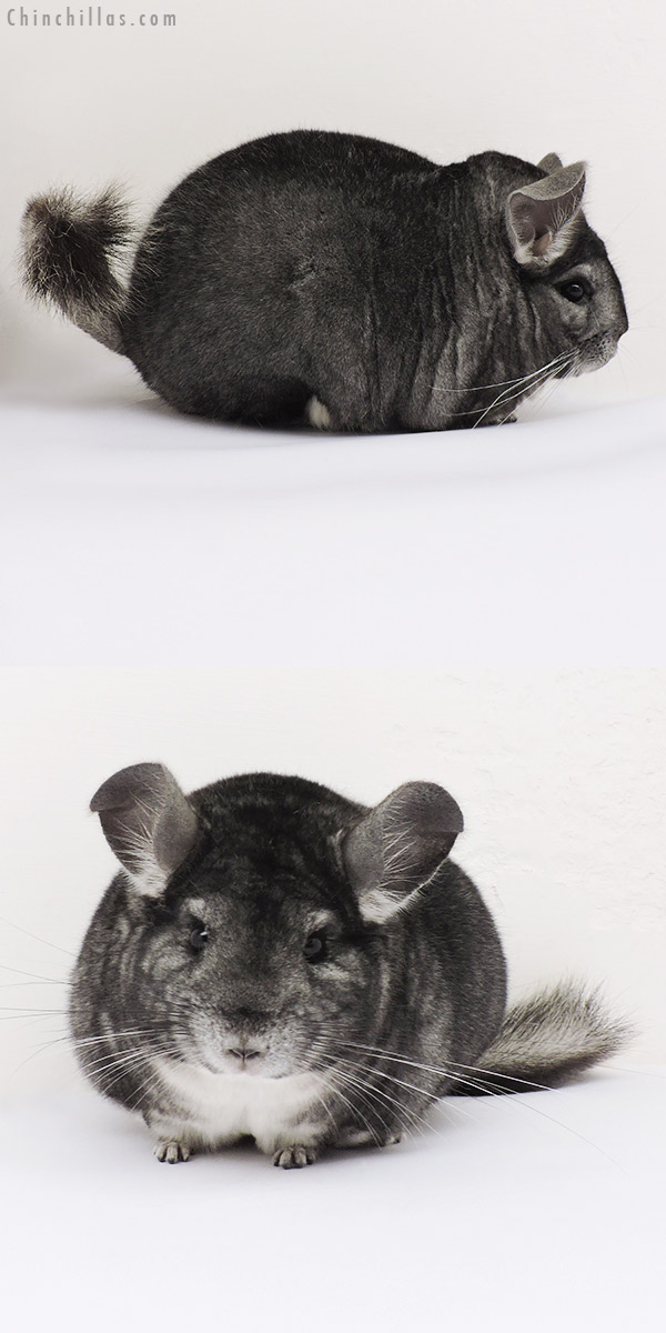 15085 Premium Production Quality Standard Female Chinchilla