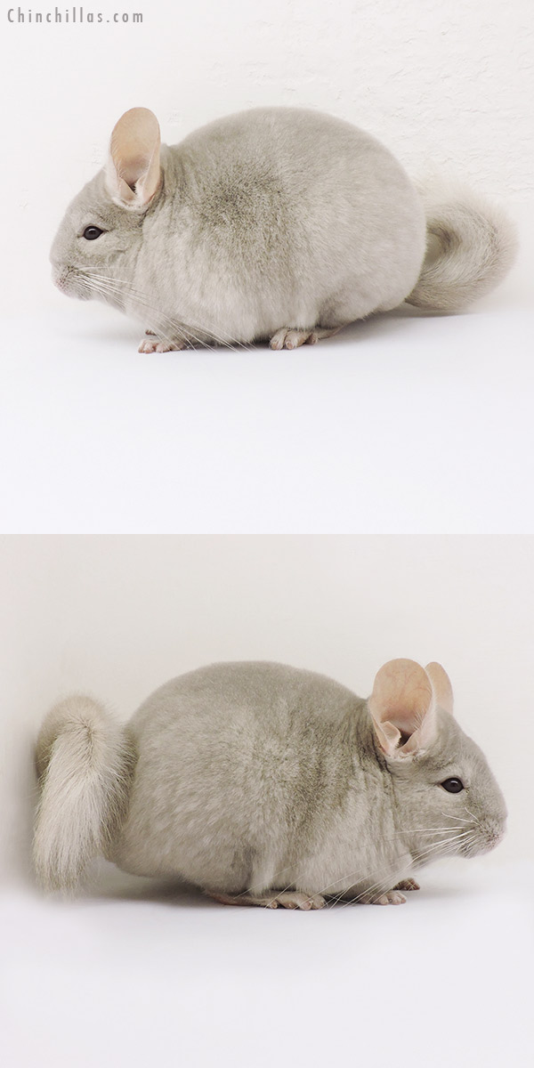 15088 Show Quality Light Tan/Violet Female Chinchilla