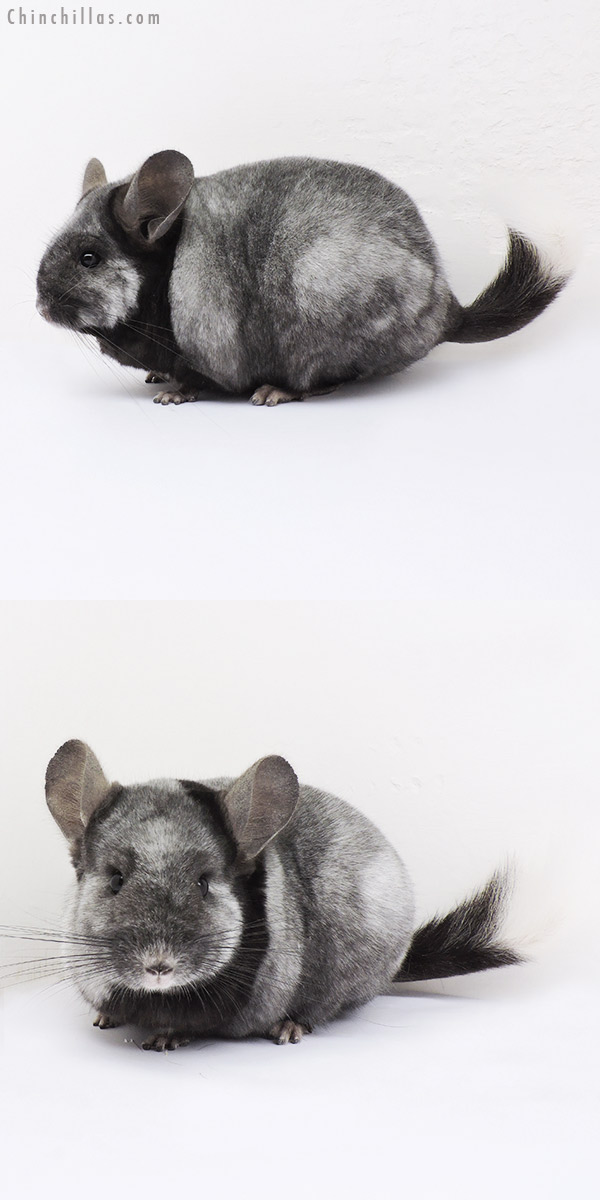 15092 Extra Large Show Quality Extreme Silver Ebony Female Chinchilla