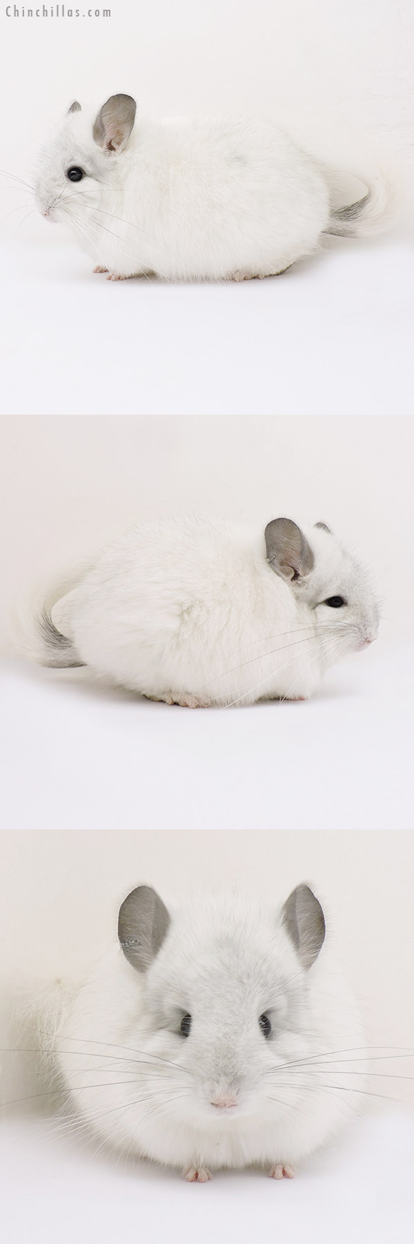 15108 Exceptional White Mosaic Royal Persian Angora Male Chinchilla